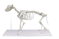 modelo anatomico erler-zimmer do esqueleto do cao VET1700